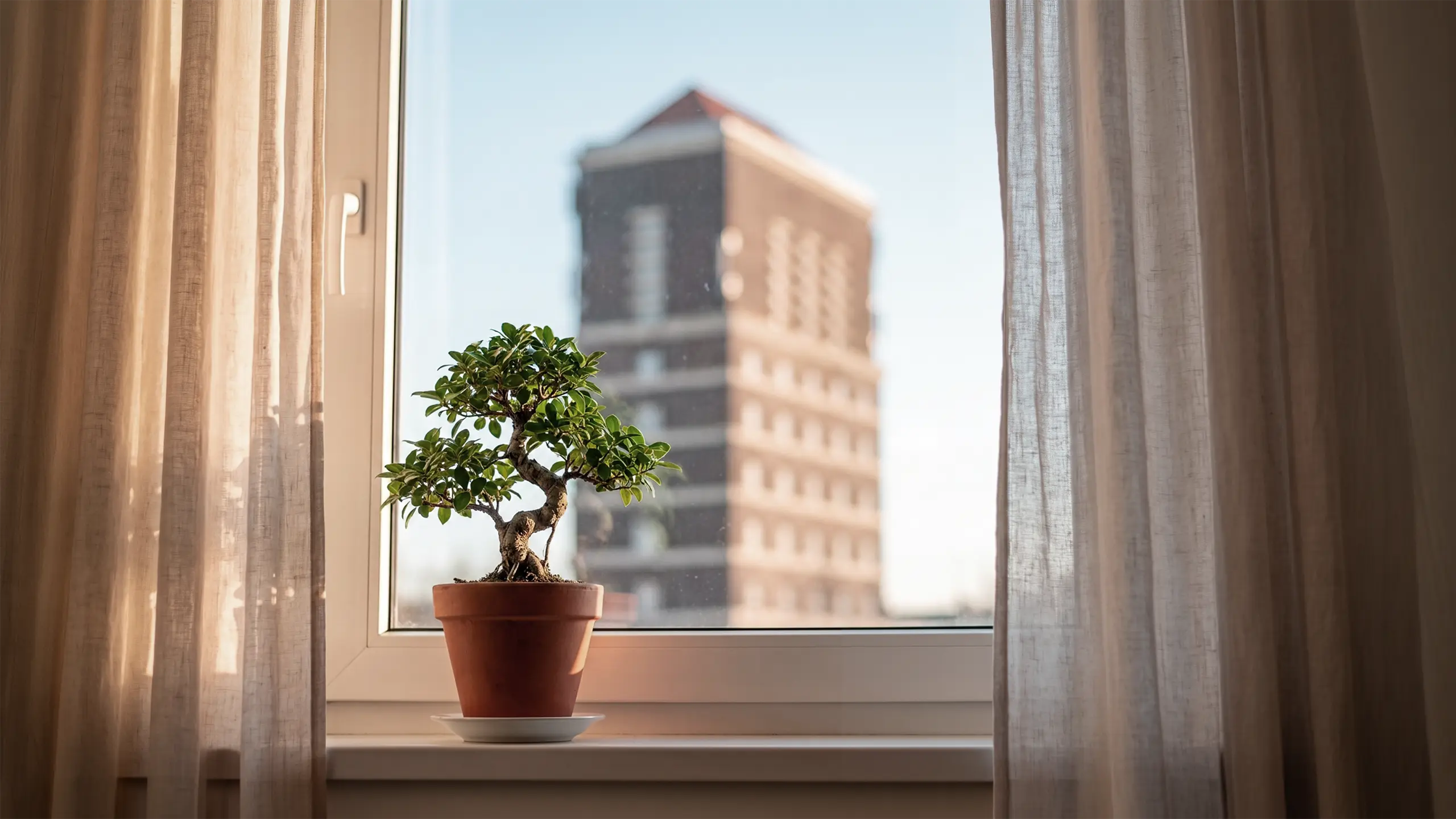 Blick aus einem Wohnungsfenster mit Bonsai auf der Fensterbank auf ein gegenüberliegendes Wohngebäude